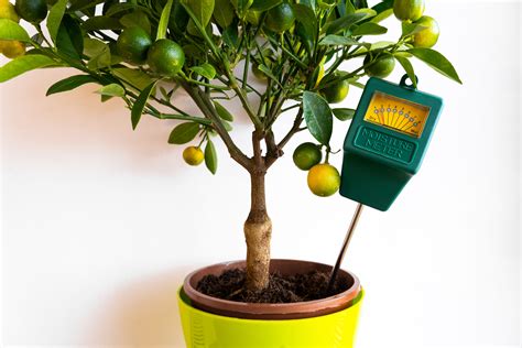 moisture meter citrus|indoor citrus trees facts.